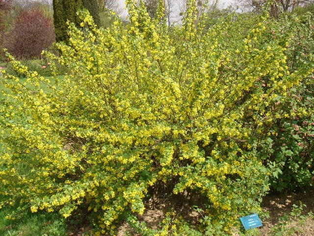 Ribes aureum P9 P20 P26